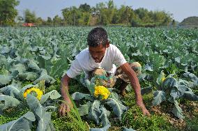 Multi Colored Cauliflower Farming - Bangladesh