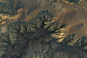 CHINA-XIZANG-ZANDA-EARTH FOREST (CN)