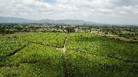 KENYA-NAKURU-JUNCAO GRASS