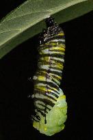 Monarch Caterpillar Pupating