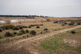 Drought Emergency In Catalonia: Llobregat Delta.