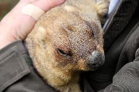 20th Groundhog Day marked in Kharkiv region