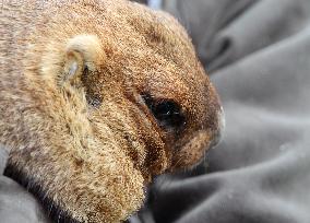 20th Groundhog Day marked in Kharkiv region