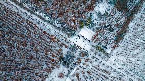 Metasequoia Forest Scenery in Snow in Suqian