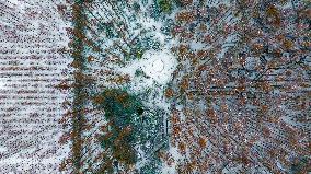 Metasequoia Forest Scenery in Snow in Suqian