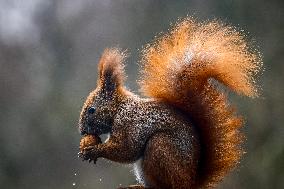 A Squirrel Eats A Nut