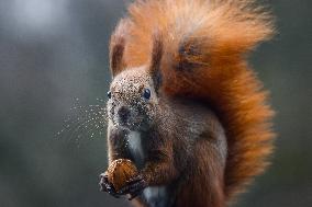 A Squirrel Eats A Nut