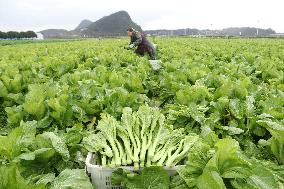 #CHINA-LICHUN-FARM WORK (CN)