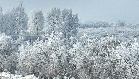 Rime Landscape