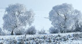 Rime Landscape