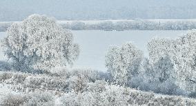 Rime Landscape