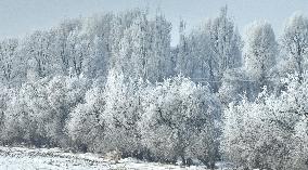 Rime Landscape