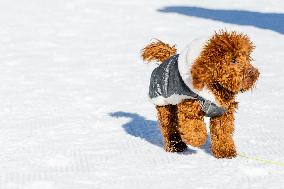 Dog Walks In The Snow