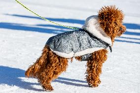 Dog Walks In The Snow
