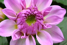 Peonies in Full Bloom in Nanning