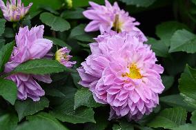 Peonies in Full Bloom in Nanning