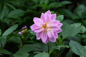 Peonies in Full Bloom in Nanning