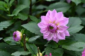 Peonies in Full Bloom in Nanning