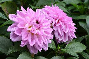 Peonies in Full Bloom in Nanning