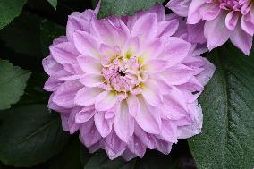 Peonies in Full Bloom in Nanning