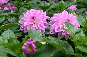 Peonies in Full Bloom in Nanning