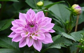 Peonies in Full Bloom in Nanning