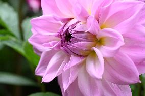 Peonies in Full Bloom in Nanning