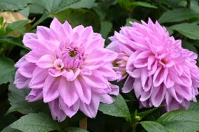 Peonies in Full Bloom in Nanning