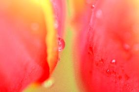 Tulips Bloom in A Flower Exhibition in Nanning, China