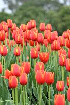 Tulips Bloom in A Flower Exhibition in Nanning, China
