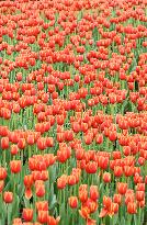 Tulips Bloom in A Flower Exhibition in Nanning, China