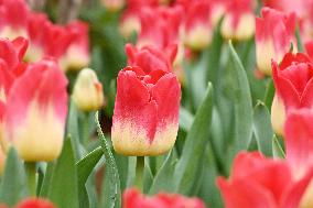 Tulips Bloom in A Flower Exhibition in Nanning, China