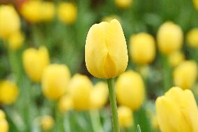 Tulips Bloom in A Flower Exhibition in Nanning, China