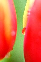 Tulips Bloom in A Flower Exhibition in Nanning, China