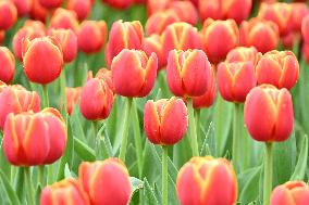 Tulips Bloom in A Flower Exhibition in Nanning, China