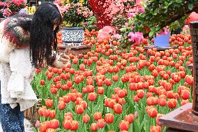 Tulips Bloom in A Flower Exhibition in Nanning, China