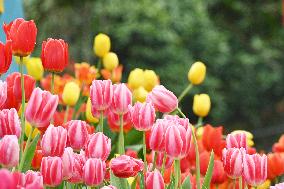 Tulips Bloom in A Flower Exhibition in Nanning, China