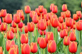 Tulips Bloom in A Flower Exhibition in Nanning, China