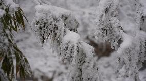 Snow Scenery in Xi'an