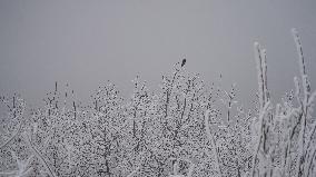 Snow Scenery in Xi'an