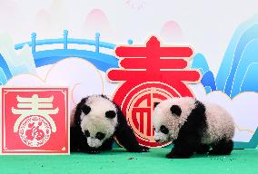 CHINA-SICHUAN-GIANT PANDA CUBS (CN)