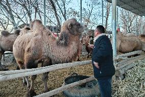 CHINA-GANSU-DUNHUANG-CAMELS-TOURISM (CN)