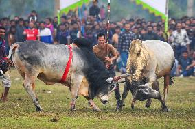 Traditional Bullfighting: A Violation Of Animal Rights