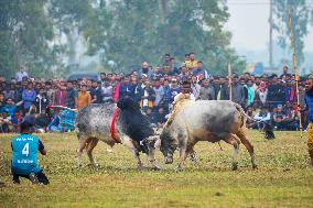 Traditional Bullfighting - Bangladesh