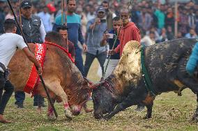 Traditional Bullfighting - Bangladesh