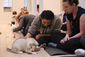 Puppy Yoga Paris classes - Boulogne Billancourt