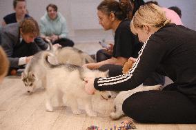 Puppy Yoga Paris classes - Boulogne Billancourt
