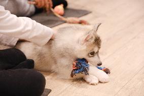 Puppy Yoga Paris classes - Boulogne Billancourt