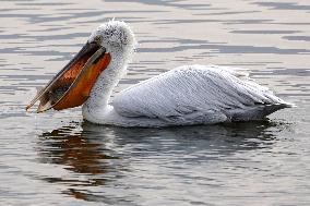 A Pelican Catches A Fish - Ajmer