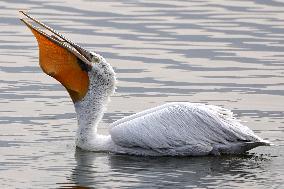 A Pelican Catches A Fish - Ajmer
